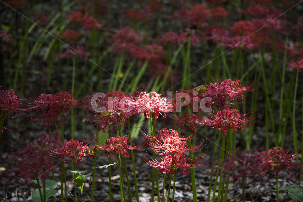 꽃무릇,상사화,꽃,식물,자연,여름,배경,식물,자연,plants,nature,꽃,flower