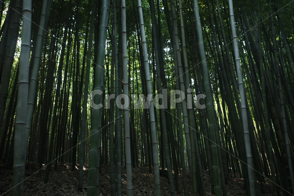 plant,식물,bamboo,대나무,대나무숲,식물,자연,plants,nature,나무,trees,wood