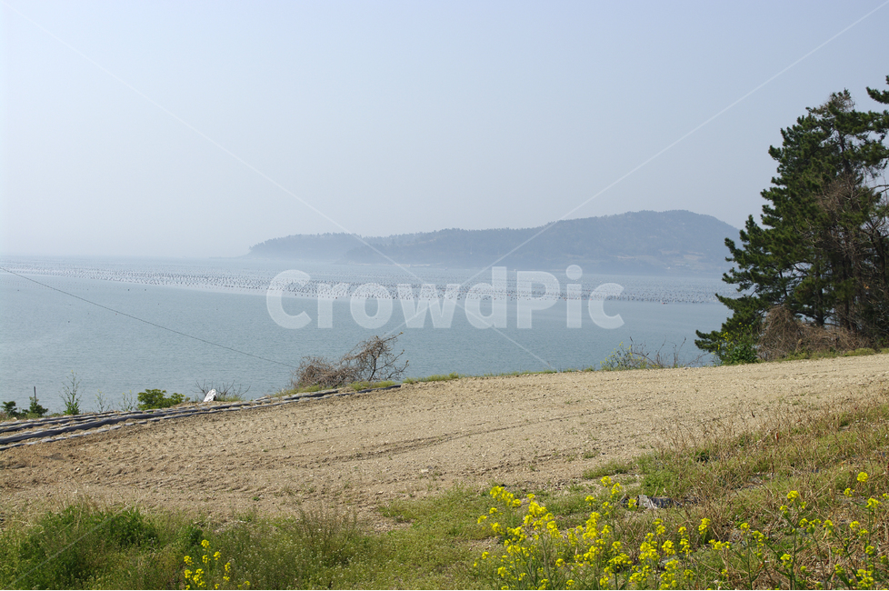 섬,바다,유채,꽃,봄,봄날,봄풍경,감성,spring,flower,노란색,봄,계절,spring,season,자연,풍경,nature,landscape,outdoors,옥외,plant,식물