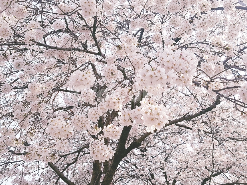 봄,꽃,산책,분홍색,감성,봄,계절,spring,season,식물,자연,plants,nature,꽃,flower,plant,blossom