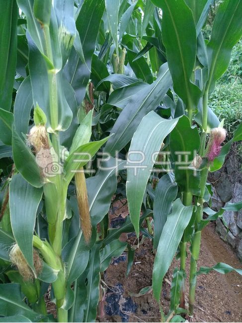 Corn cultivation,corner,grain,crops,corn farming
