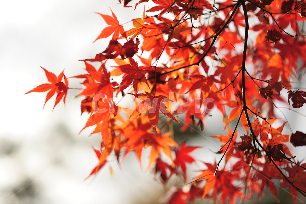 빨간색,나무,하늘,가을,단풍,뒷모습,거리,낙엽,fall,maple,street,풍경,자연,가을,계절,fall,autumn,season,식물,자연,plants,nature,leaf,잎,plant,tree