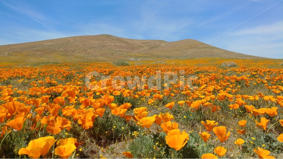 봄,꽃,금영화,켈리포니아포피,봄동산,꽃동산,식물,풍경,주홍색,봄볕,쾌청한날씨,spring,springflower,CaliforniaPoppy,superbloom,dazzlingsunlight,orangecolor,AntelopeValley,California,봄,계절,spring,season,식물,자연,plants,nature,꽃,flower,plant