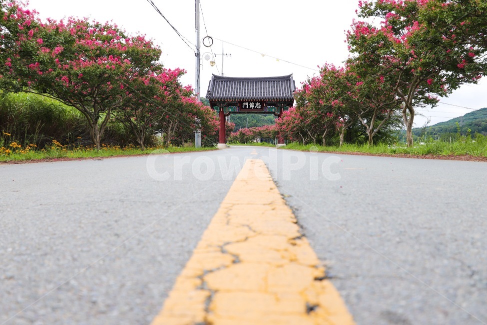 육신사,배롱나무,도로,아스팔트,식물,꽃,여름,풍경,옥외,한국전통,한국문화,korean traditional,korean culture,건축물,건물외관,exterior,building,structure,architecture,construction