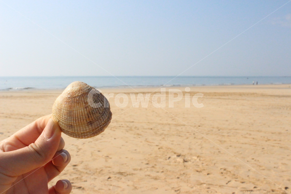 조개껍대기,바다,모래,모래사장,하늘,해변,바다,beach,sea