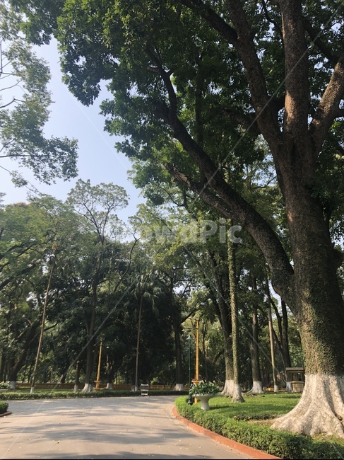베트남,경치,나무,초록색,길,자연