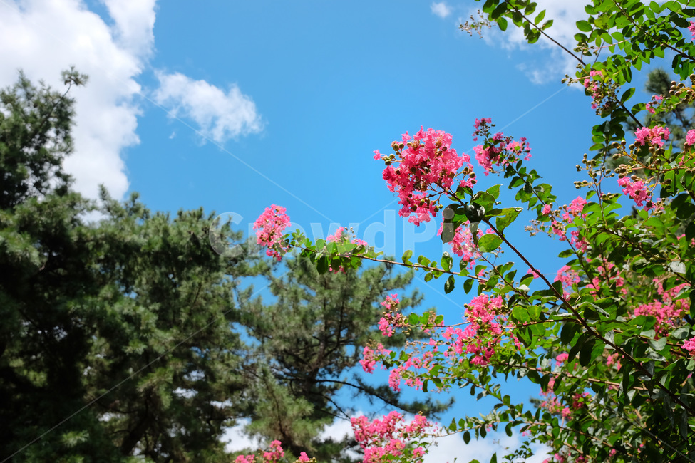 꽃,분홍색꽃,식물,자연,하늘,여름,경주보문단지,화창한,palnt,flower,pinkflower,sky
