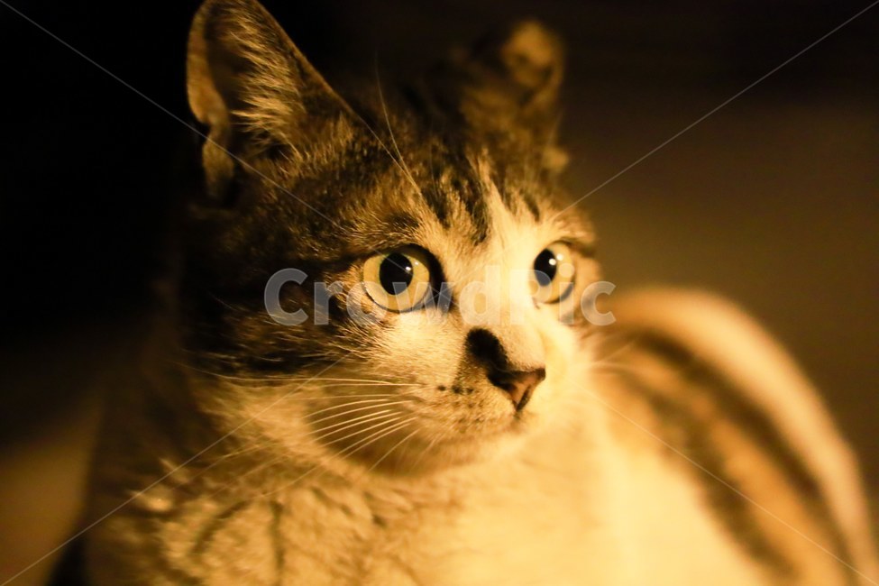 고양이,냥이,집사,감성,동물,cat,애완묘,떼껄룩,animals,귀여움,눈,동물,animal,포유류,mammal,고양이,cat,kitten,kitty