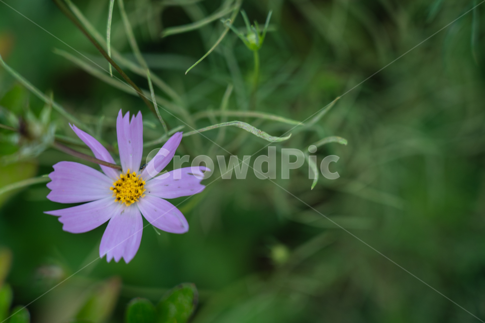 꽃,flower,식물,botanical,nature