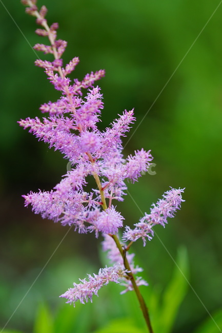 꽃,자연,식물,노루오줌,flower,nature,그린,green,식물,자연,plants,nature,꽃,flower