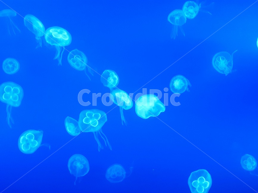 해파리,jellyfish,해양생물,동물,파랑,몽환,수족관,바다,바닷속,아쿠아리움,동물,animal