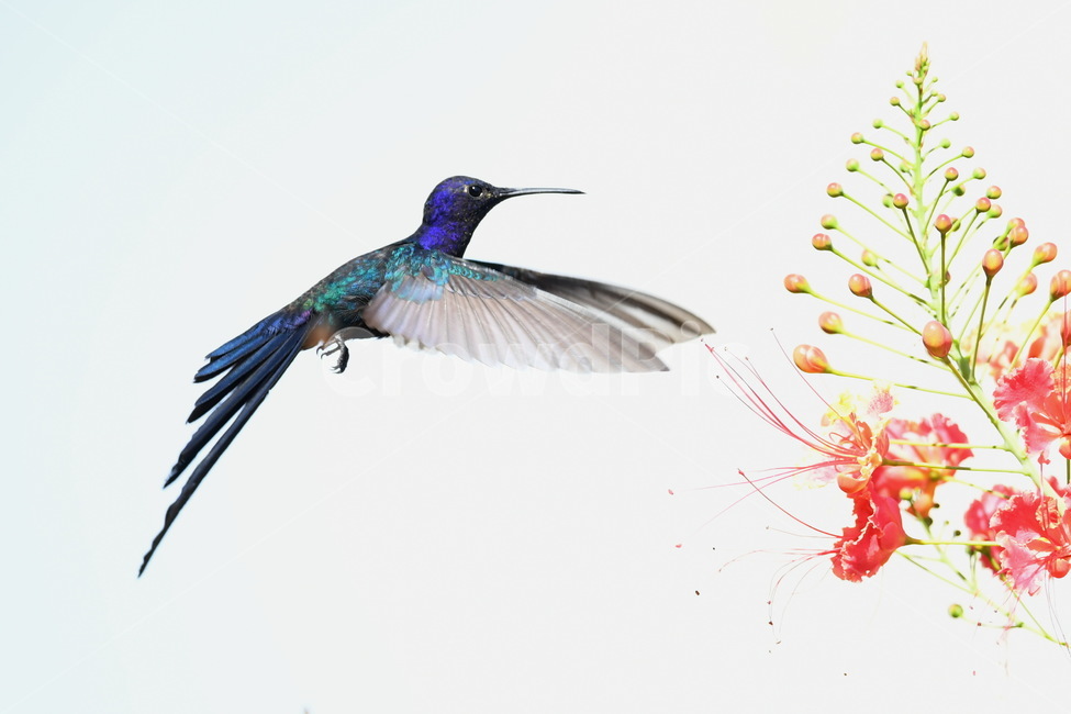 animal,동물,bird,새,hummingbird,벌새,동물,animal,조류,새,birds