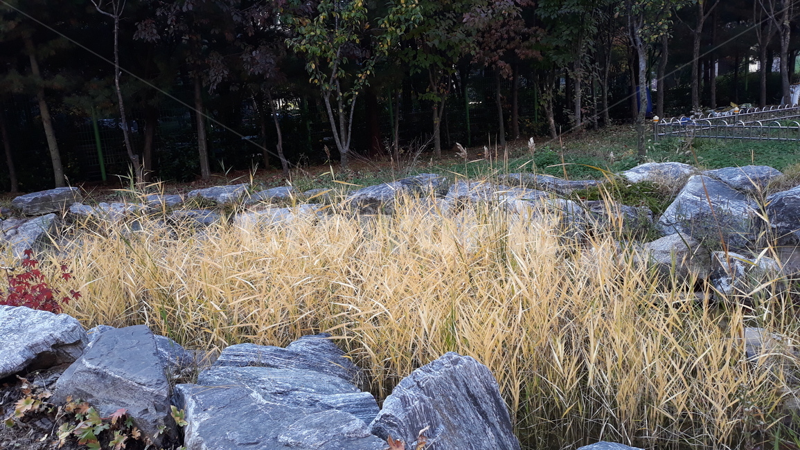 grass,잔디,plant,식물,자연,벼,가을,노랑,유기농,바위,자연친화,날씨