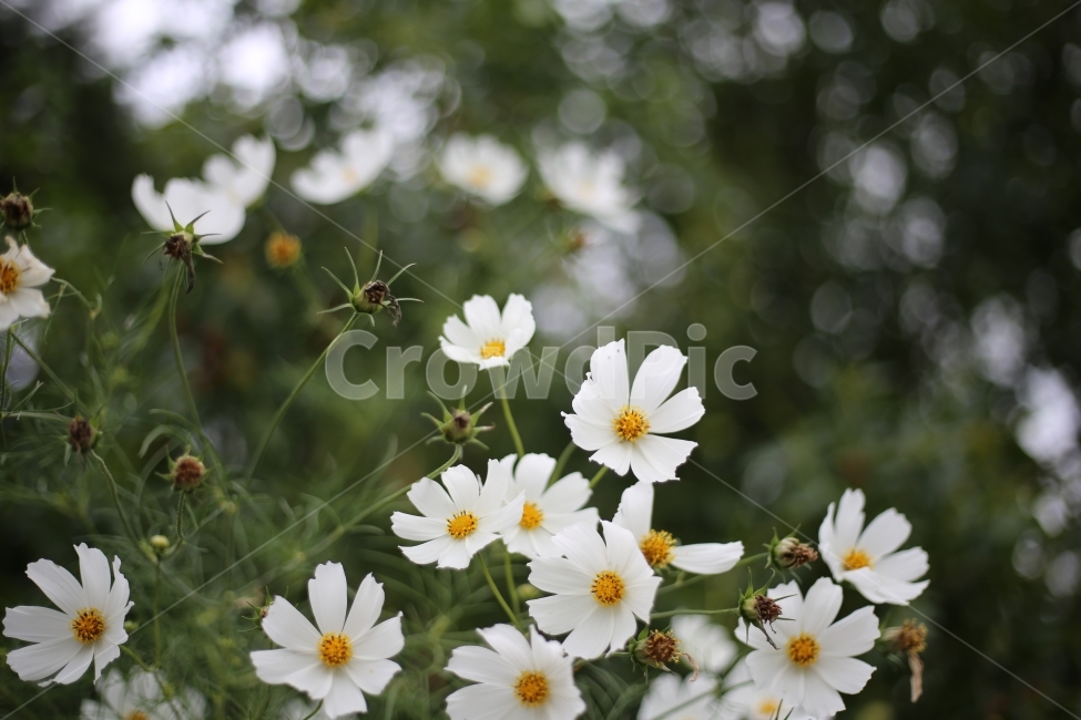 코스모스,자연,꽃,흰꽃,가을,가을,계절,fall,autumn,season,식물,자연,plants,nature,꽃,flower,plant
