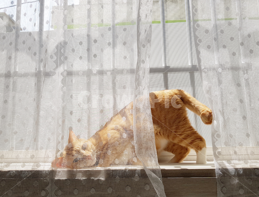 고양이,노란색고양이,치즈태비고양이,반려묘,반려동물,cat,애완동물,동물,animal,포유류,mammal,고양이,cat,kitten,kitty
