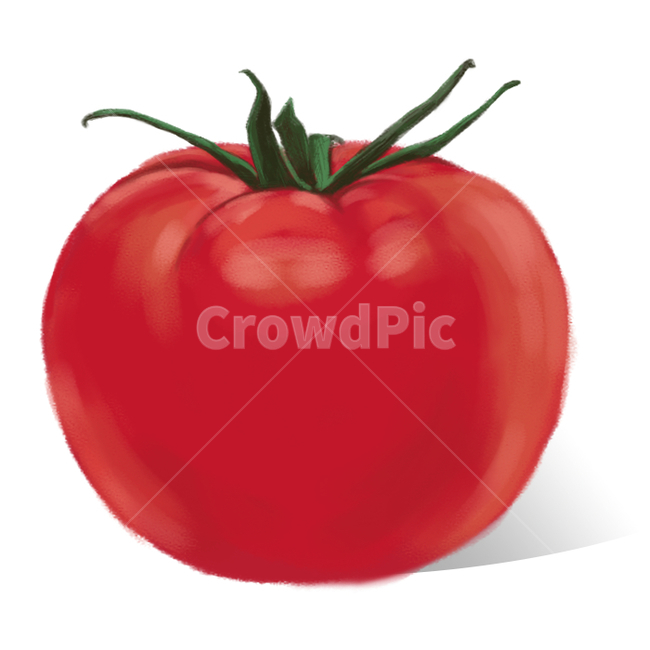 토마토,tomato,과일,채소,토마토그림,plant,food,토마토일러스트,그래픽,일러스트레이션,graphic,illustration