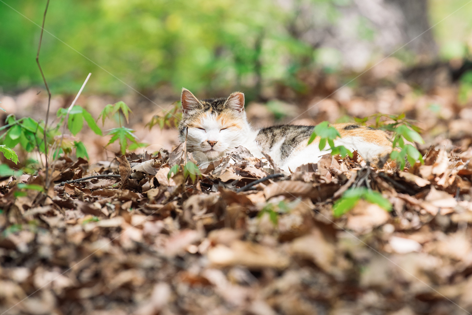 고양이,캣,냥냥이,길고양이,삼색이,치즈냥,냥,cat,동물,동물,animal,포유류,mammal,고양이,cat,kitten,kitty