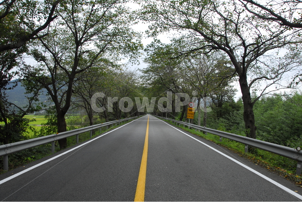 road,도로,길,나무,중앙선,아스팔트,자연,풍경,nature,landscape