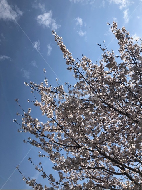 자연,벚꽃,하늘,봄,날씨,화사,꽃,꽃나무,맑은하늘,따뜻