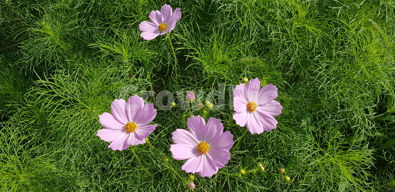 코스모스,꽃,분홍,가을,계절,화단,뜰,정원,꽃잎,초록,초록잎,자연,flower,식물