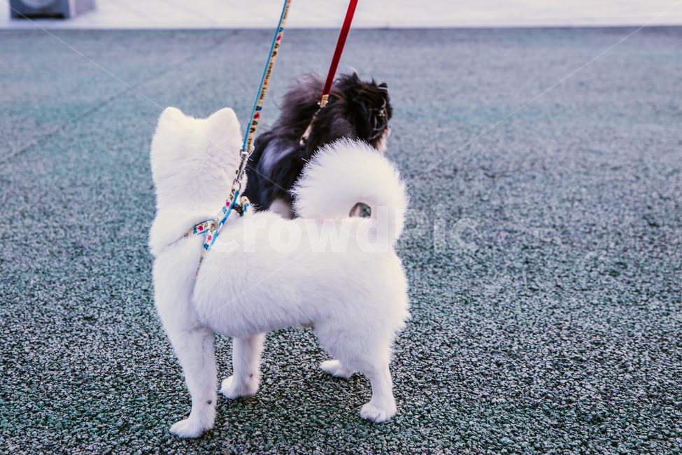 Pomeranian,black tan,form,puppy,Gangjwi,pomeranian,cuteness,animal,Dog,dog,pet dog,walk