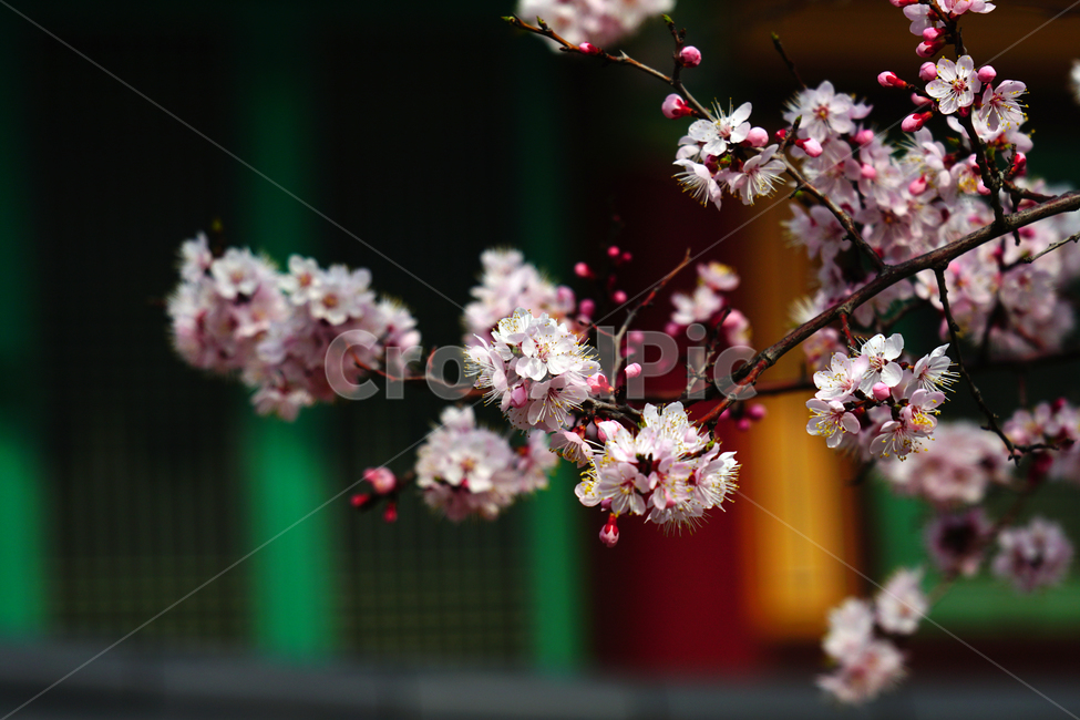 살구나무꽃,봄꽃,한국자연,꽃,꽃사진,플라워,flower,봄,spring,식물,plants,자연,nature,풍경,landscape,계절,season,snap,스냅,접사,macro,closeup,클로즈업,감성사진,감성,힐링,healing,느낌,feel,feeling,꽃밭,화단,나무,나뭇가지,tree,꽃봉오리,4월,April,살구나무,살구꽃,봄,계절,spring,season,식물,자연,plants,nature,꽃,flower,plant,blossom