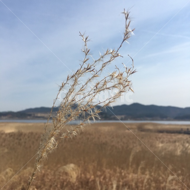 신성리갈대밭,갈대,갈대밭,갈대사진,갈대밭사진,식물,자연,plants,nature