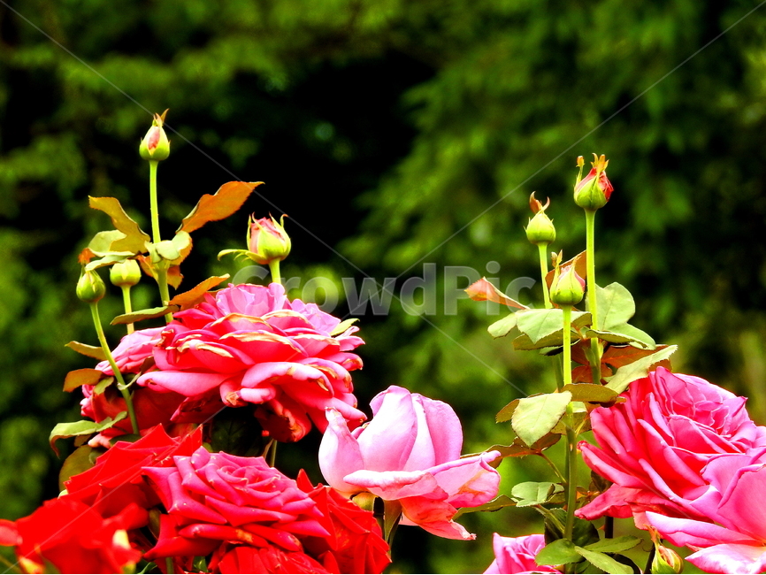 꽃,식물,장미,자연,plant,rose,식물,자연,plants,nature,꽃,flower