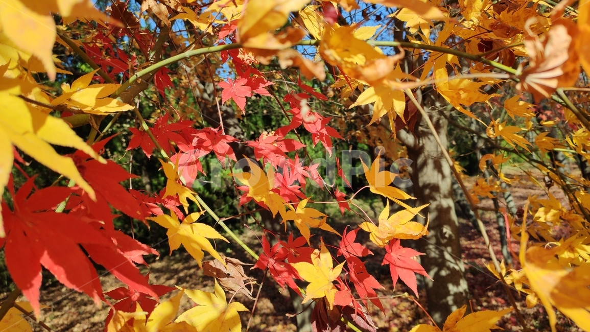 엽록소,가을단풍,가을,leaf,잎,plant,식물,tree,나무,maple,단풍,가을,계절,fall,autumn,season