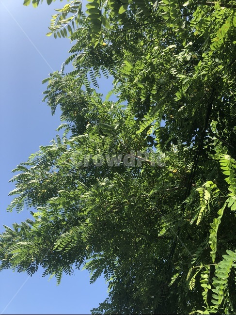 나무,여름,초록색,하늘배경,화창한