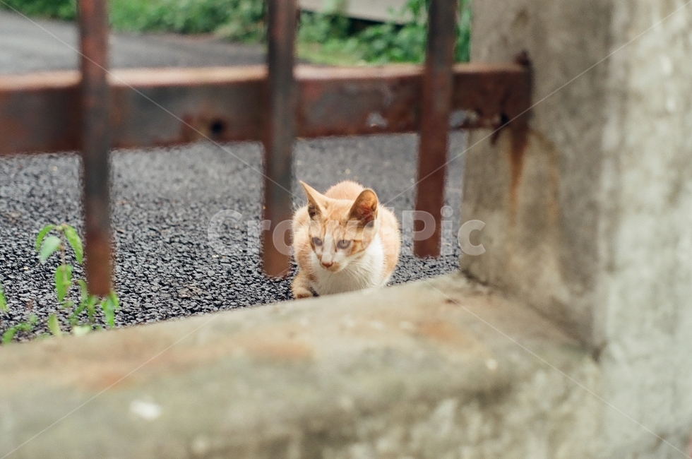 귀여움,야옹,반려동물,cats,mammals,animals,cute,meow,pets,mammal,포유류,cat,고양이,pet,abyssinian,동물,animal,아비시니안,manx,동물,animal,포유류,mammal,고양이,cat,kitten,kitty