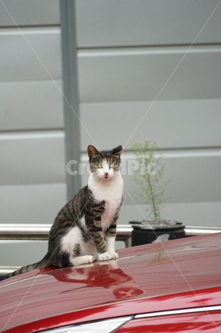 pet,cat,고양이,animal,동물,mammal,포유류,길냥이,동물,animal,포유류,mammal,고양이,cat,kitten,kitty