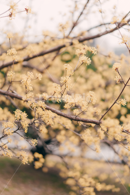 봄,꽃,blossom,flower,산수유,감성,색깔,색상,색채,color,감성사진,봄,계절,spring,season,식물,자연,plants,nature,꽃,flower