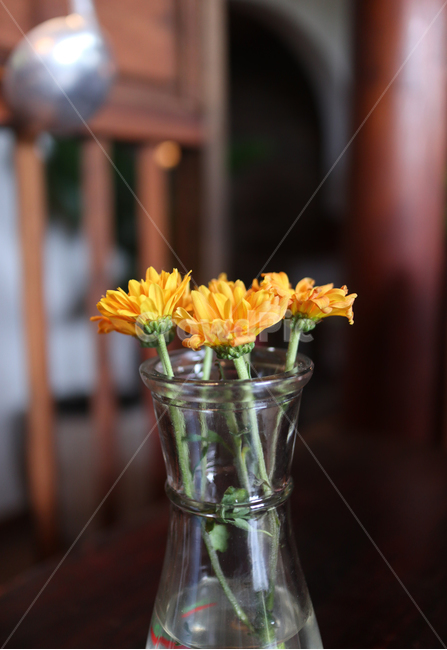 꽃,식물,꽃병,화병,노란꽃,꽃,flower,실내용화초,화분,화초,house plant