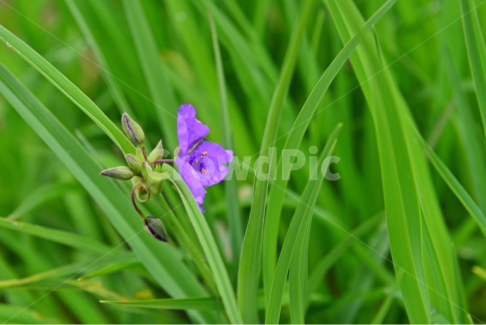 광주,서구,공원,풍암저수지,풍암공원,자주닭개비,nature,자연,outdoors,옥외,plant,식물,field,들,blossom,flower,꽃