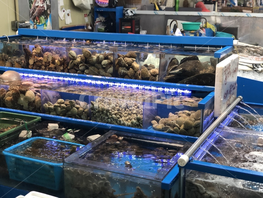해산물,수산시장,농수산시장,조개,수조,문어,민물새우,게,시장,마트,마켓,market,mart,market place,수산물,해산물,fishery products,seafood