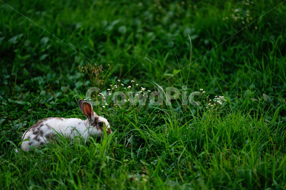 토끼,동물,생명,생물,자연,rabbit,animal,포유류,포유류,mammal