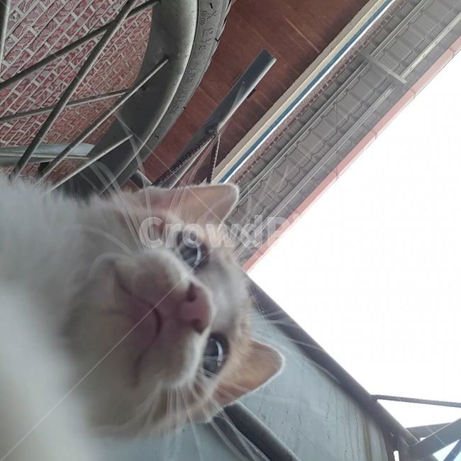 nose,kitten,cat,paws,eyes