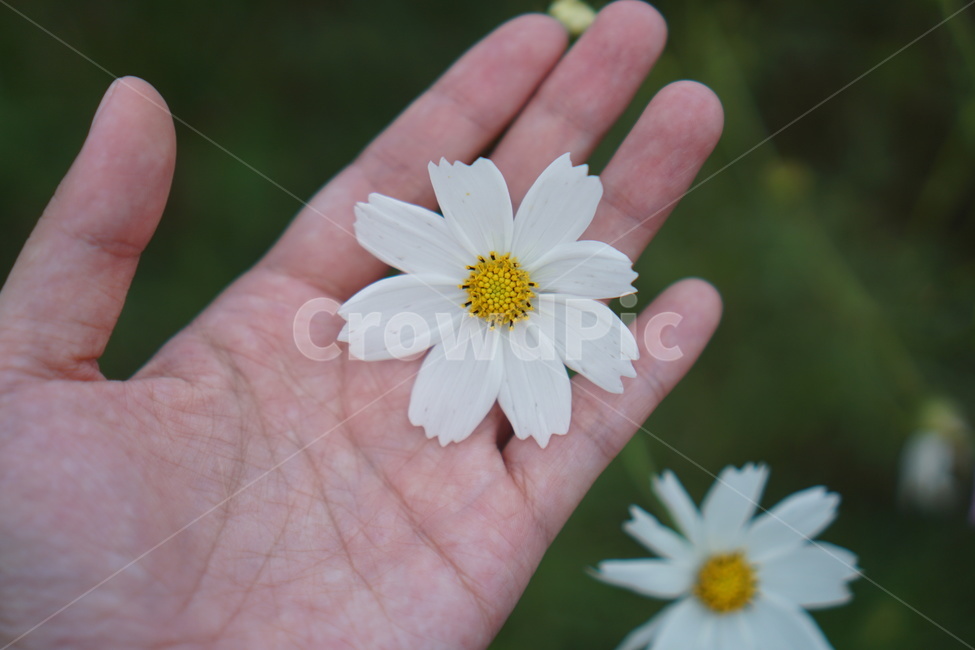 꽃,봄,하얀꽃,계란꽃,감성,식물,자연,plants,nature,꽃,flower,사람,인물,인간,human,person,손,제스처,표시,손짓,표현,gesture,hand,sign,expression