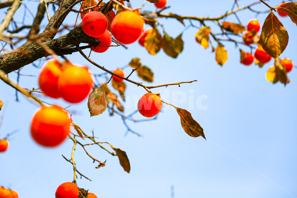 plant,식물,감,곶감,자연,옥외,가을,계절,fall,autumn,season,과일,열매,fruit