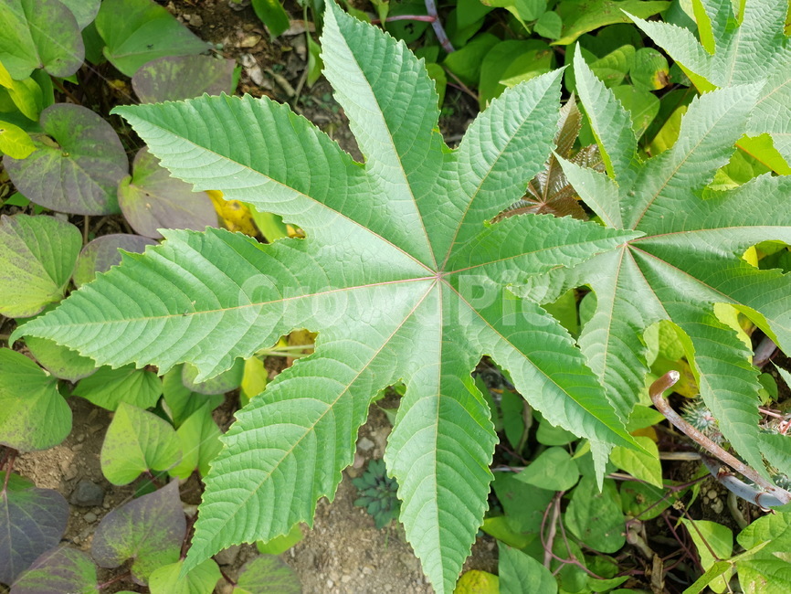 leaf,잎,plant,식물,자연,식물,자연,plants,nature