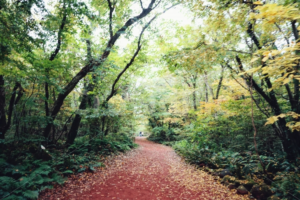 가을,숲,제주,단풍,풍경,자연,풍경,nature,landscape,식물,plants,나무,trees,wood,감성,sensible,feeling,path,통로,plant,leaf,잎,vegetation,초목