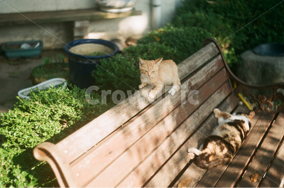 고양이,길냥이,낮잠,벤치,귀여움