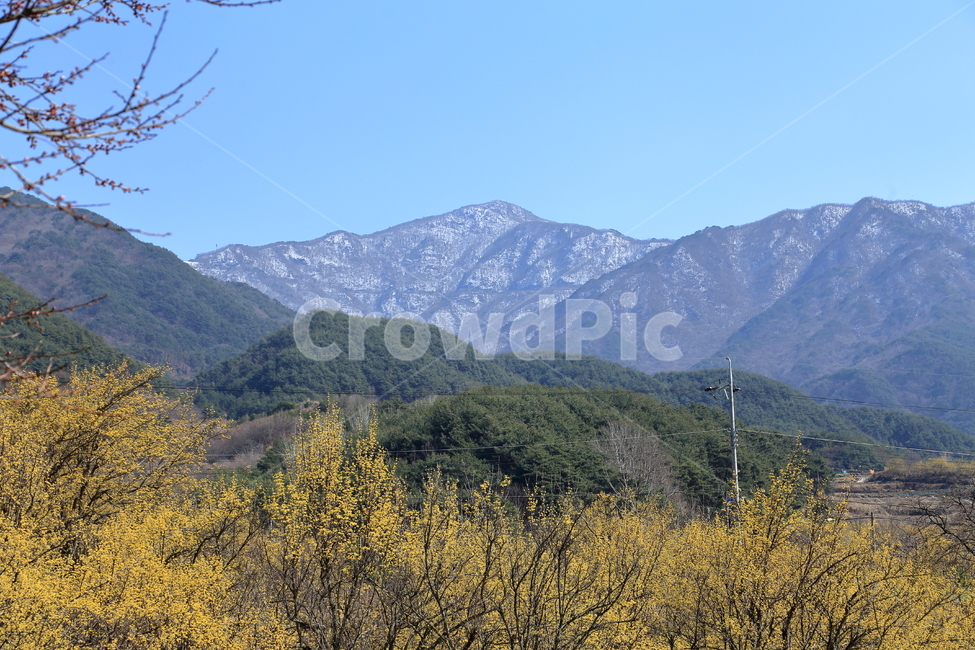 구례,하동,구례산수유축제,산수유,산수유꽃