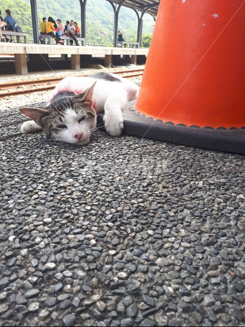 고양이,cat,동물,기차,기차역
