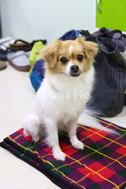 강아지,댕댕이,동물,애완견,귀여움,즐거움,개,동물,animal,포유류,mammal,개,강아지,dog,doggy