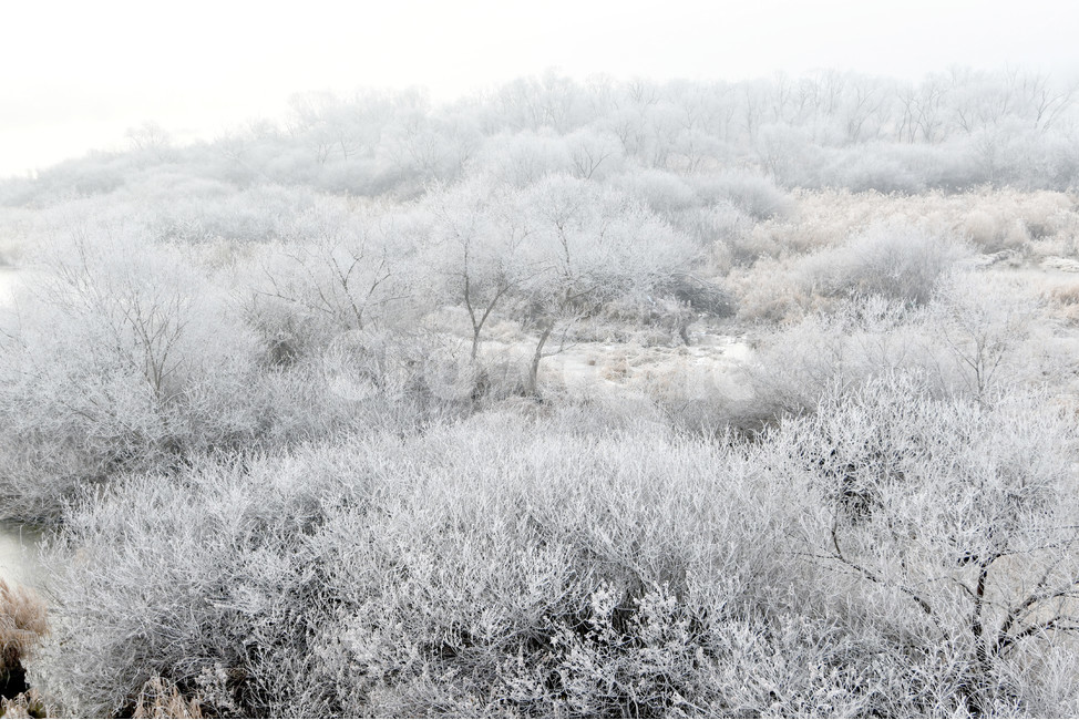 상고대,서리발,겨울,겨울풍경,서리,소양강,눈,나무,겨울,계절,winter,season,자연,풍경,nature,landscape,outdoors,옥외,frost,snow