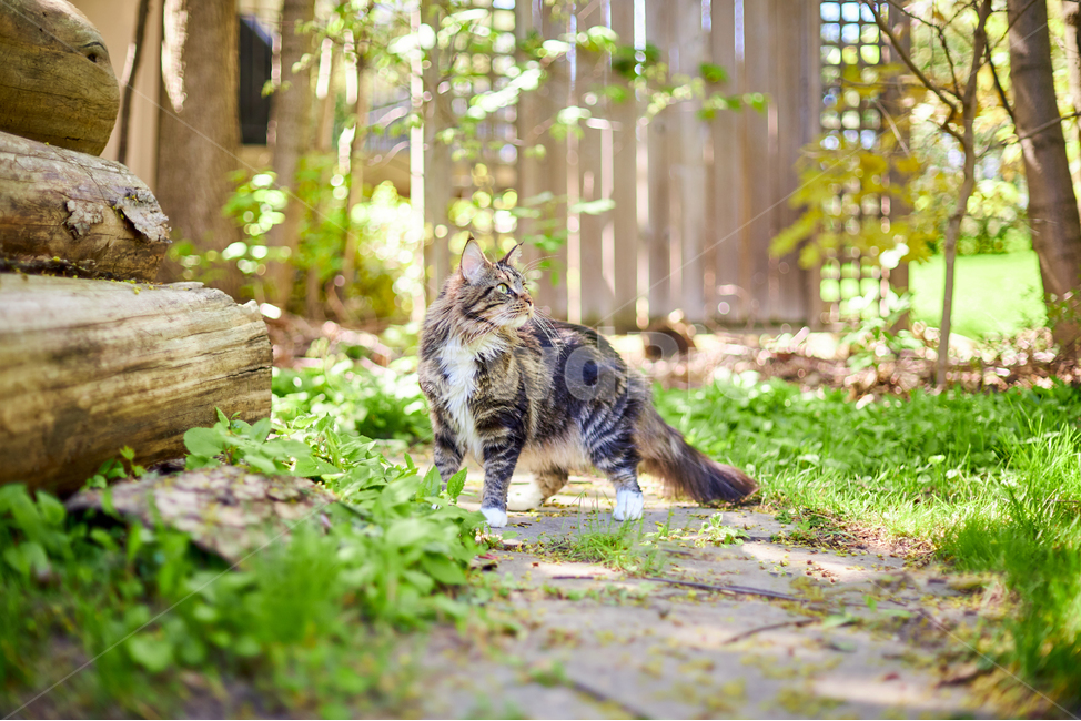동물,animal,고양이,cat,kitten,포유류,애완동물,반려동물,애완묘,메인쿤,mainecoon,pet,산책냥이,동물,animal,포유류,mammal,고양이,cat,kitten,kitty