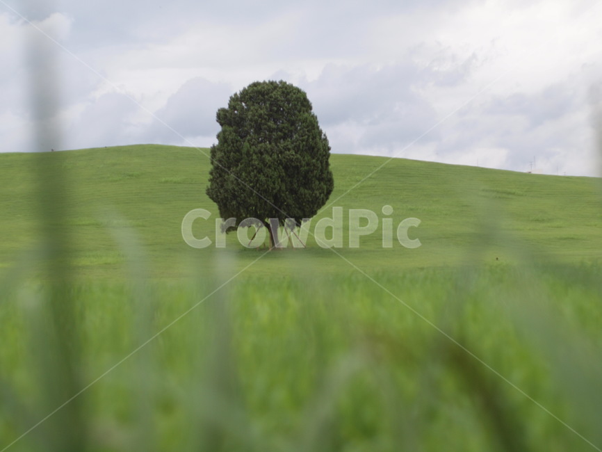 올림픽공원,왕따나무,나무,여름,하늘,구름,tree,plant,식물,자연,풍경,nature,landscape