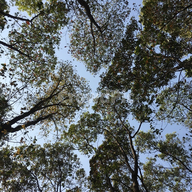 나무,식물,tree,하늘,자연,plant